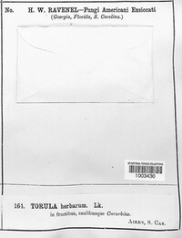 Torula herbarum image